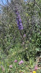 Salvia pratensis haematodes