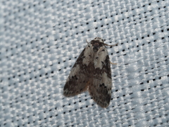 Thallarcha lechrioleuca