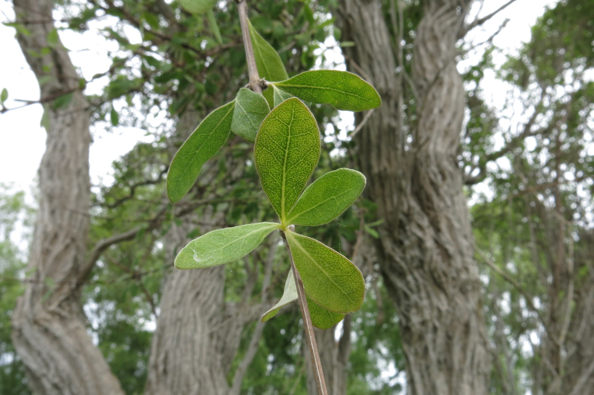 Image of Olearia hectorii by (c) John Barkla, some rights reserved (CC BY)