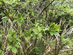 Lindera erythrocarpa