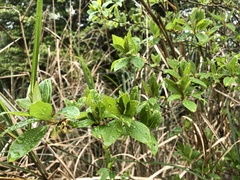 Lindera erythrocarpa