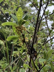 Lindera erythrocarpa