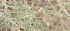 Heliotropium bacciferum