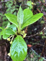 Lindera erythrocarpa