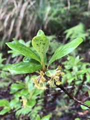 Lindera erythrocarpa