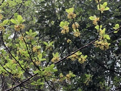 Lindera erythrocarpa