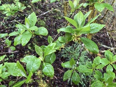 Lindera erythrocarpa