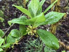 Lindera erythrocarpa