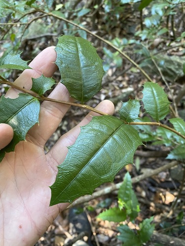 Graptophyllum reticulatum, photograph 4