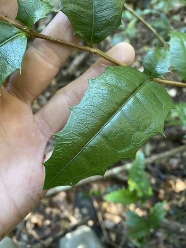 Graptophyllum reticulatum, photograph 5