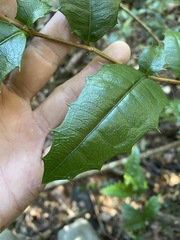 Graptophyllum reticulatum