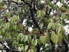 Prunus transarisanensis