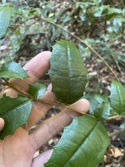 Graptophyllum reticulatum