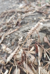 Elsholtzia ciliata