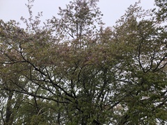Prunus transarisanensis
