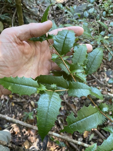 Image of Graptophyllum reticulatum by (c) Greg Tasney, some rights reserved (CC BY-SA)