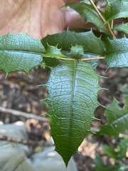 Graptophyllum reticulatum