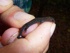 Lepidoblepharis duolepis