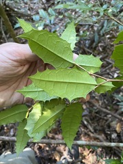 Graptophyllum reticulatum