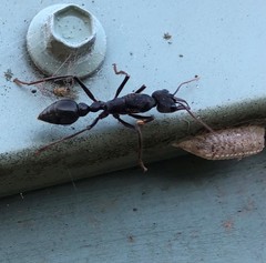 Myrmecia pyriformis
