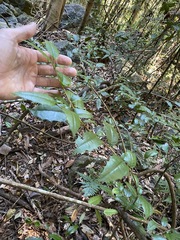 Graptophyllum reticulatum