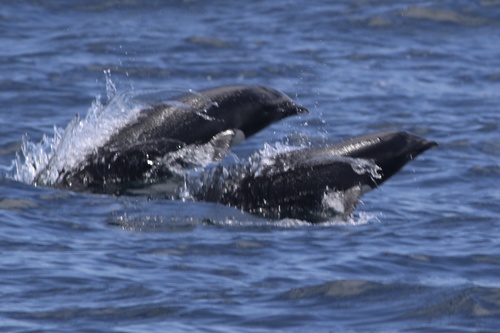 Northern Right Whale Dolphin (Lissodelphis borealis), a species recorded in California