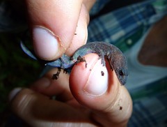 Lepidoblepharis