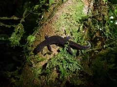 Lepidoblepharis