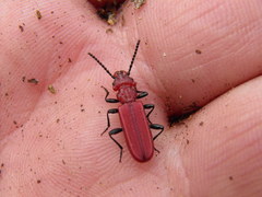 Cucujus haematodes