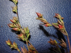 Hypericum drummondii