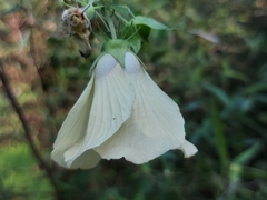 Hibiscus vitifolius
