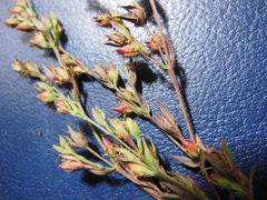 Hypericum drummondii