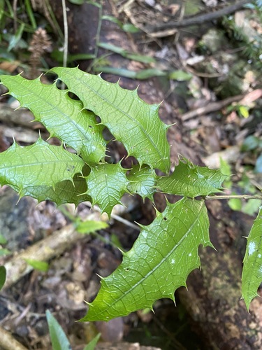 buderim holly (Graptophyllum reticulatum)