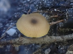 Entoloma readiae