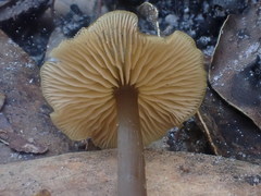 Entoloma readiae