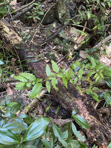 Graptophyllum reticulatum, photograph 2