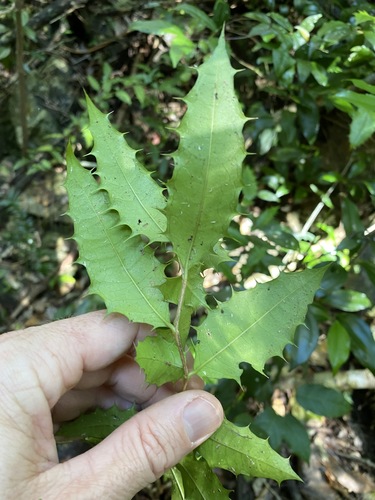 Image of Graptophyllum reticulatum by (c) Greg Tasney, some rights reserved (CC BY-SA)