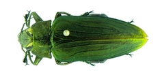 Megactenodes westermanni