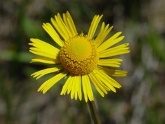Helenium drummondii