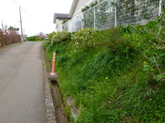 Taraxacum platycarpum