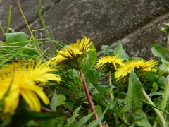 Taraxacum platycarpum