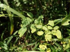 Thalictrum minus hypoleucum