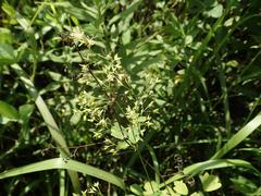 Thalictrum minus hypoleucum