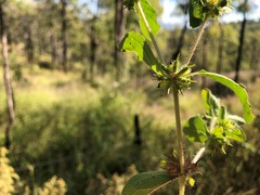 Acanthospermum hispidum
