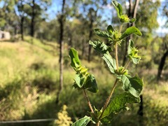 Acanthospermum hispidum