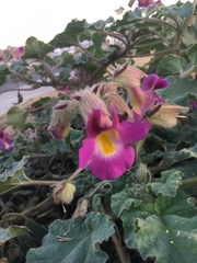 Proboscidea louisianica fragrans