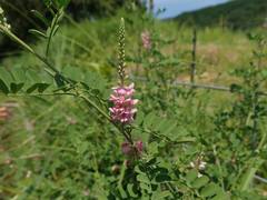 Indigofera pseudotinctoria