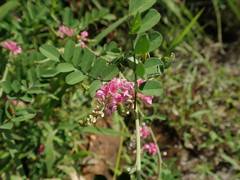 Indigofera pseudotinctoria