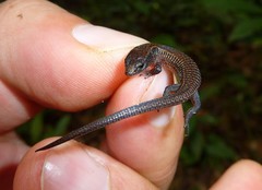 Cali Shade Lizard photo 2