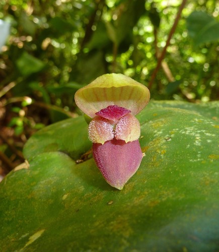 Pleurothallis marthae
